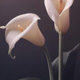 flower1000bc4cedc9dbf9